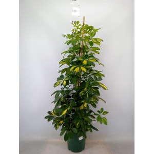 Schefflera arbor. 'Dalton'
