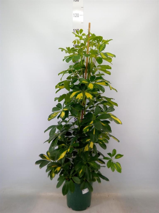 <h4>Schefflera arbor. 'Dalton'</h4>