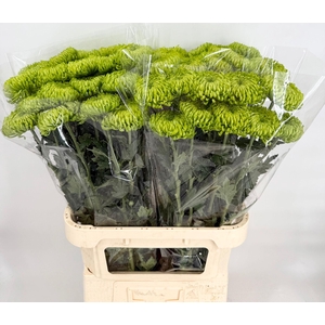 Chrysanthemum Bombellini