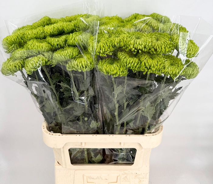 <h4>Chrysanthemum Bombellini</h4>