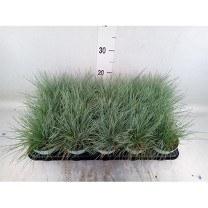 Festuca glauca 'Compacta Blue'