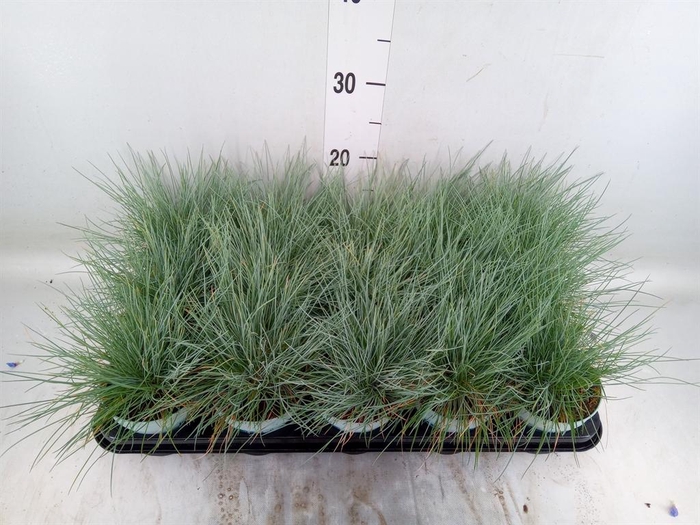 <h4>Festuca glauca 'Compacta Blue'</h4>