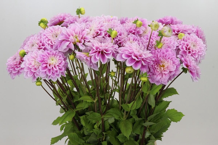 <h4>Dahlia Sweet Love</h4>