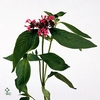 11513: Soft sculpture arrangement