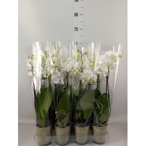 Phalaenopsis   ...white