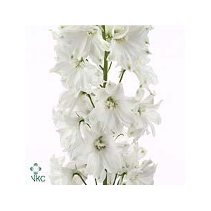Delphinium el guardian white
