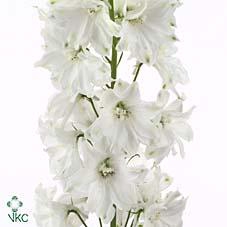 <h4>Delphinium el guardian white</h4>