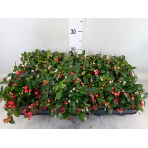 Gaultheria proc. 'Big Berry'