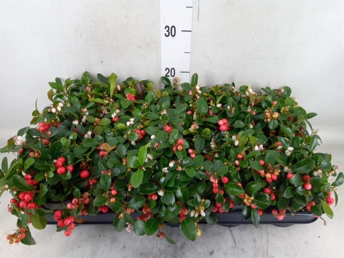 <h4>Gaultheria proc. 'Big Berry'</h4>
