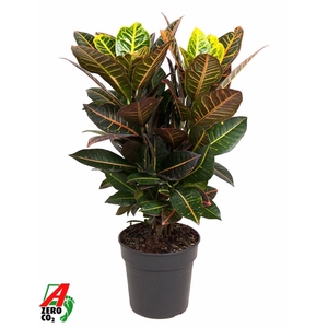 Codiaeum Petra vertakt P21