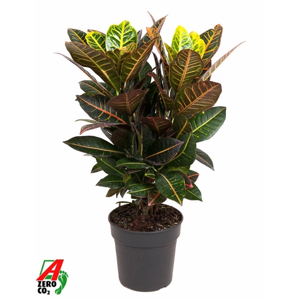 <h4>Codiaeum Petra vertakt P21</h4>