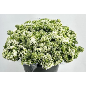 Ranunculus Pon Pon Igloo Super