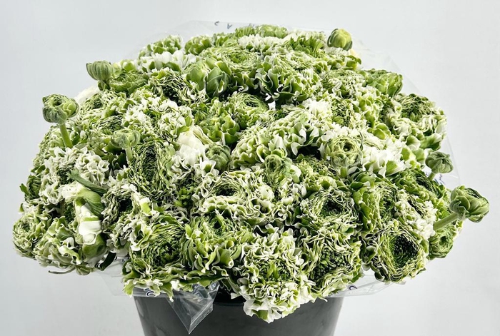 <h4>Ranunculus Pon Pon Igloo Super</h4>