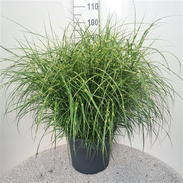 <h4>Miscanthus Sin. Strictus Dwarf P40</h4>
