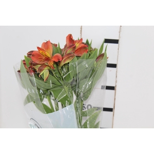 ALSTROEMERIA CINNAMON 080 CM