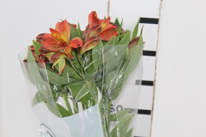 <h4>ALSTROEMERIA CINNAMON 080 CM</h4>