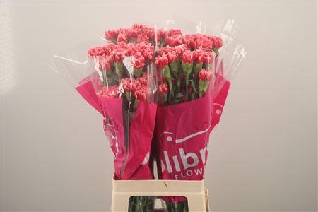 <h4>Di St Cheerio</h4>