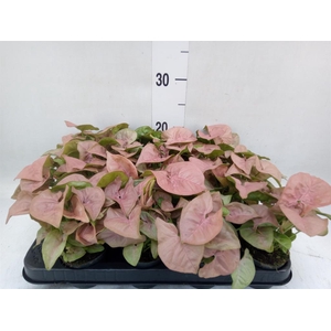 Syngonium  'Red Heart'
