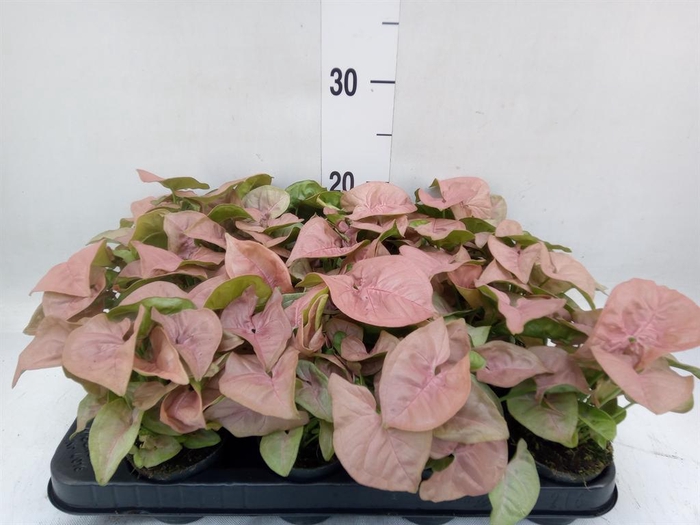 <h4>Syngonium  'Red Heart'</h4>