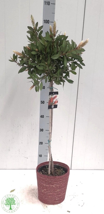 <h4>CALLIS CI SPLENDENS</h4>