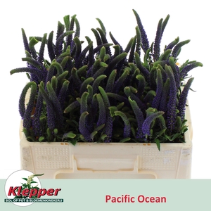 VERON L PACIF OCEAN