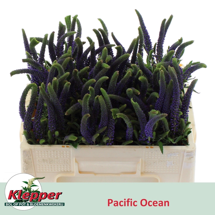 <h4>VERON L PACIF OCEAN</h4>