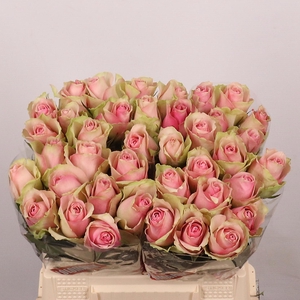 R Gr Belle Rose