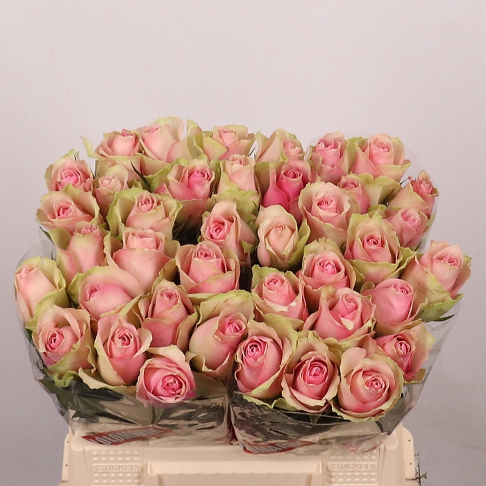 <h4>R GR BELLE ROSE</h4>