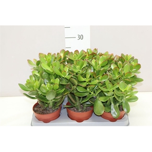 Crassula Sunset Op Stam