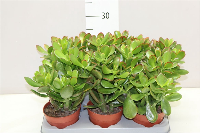 <h4>Crassula Sunset Op Stam</h4>