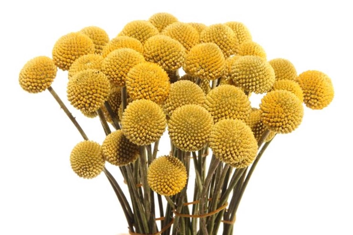 <h4>CRASPEDIA PAINT POP</h4>