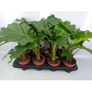 Alocasia  'Low Rider'