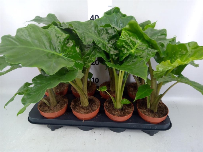 <h4>Alocasia  'Low Rider'</h4>