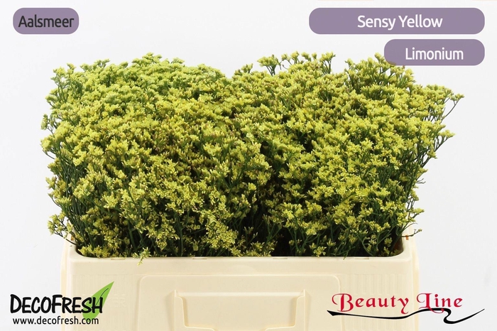 <h4>LIM SIN SEN YELLOW</h4>