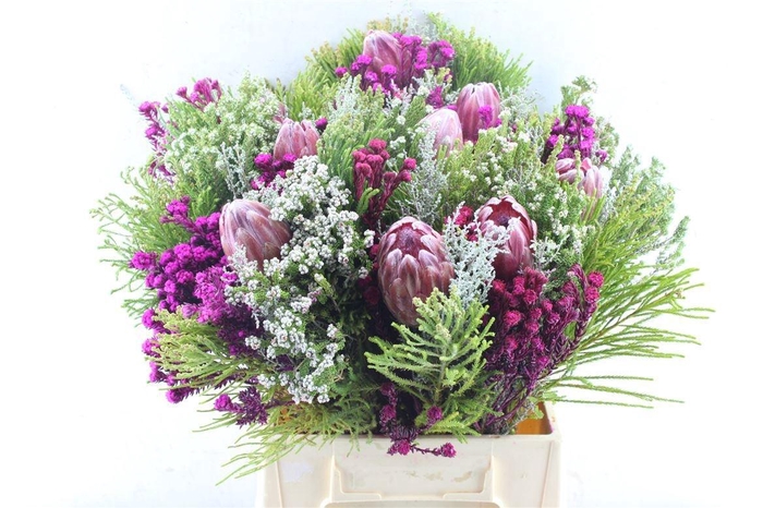 <h4>PROTEA PER BOS</h4>