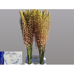 EREMURUS OASE