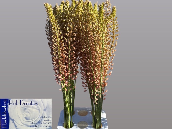 <h4>EREMURUS OASE</h4>