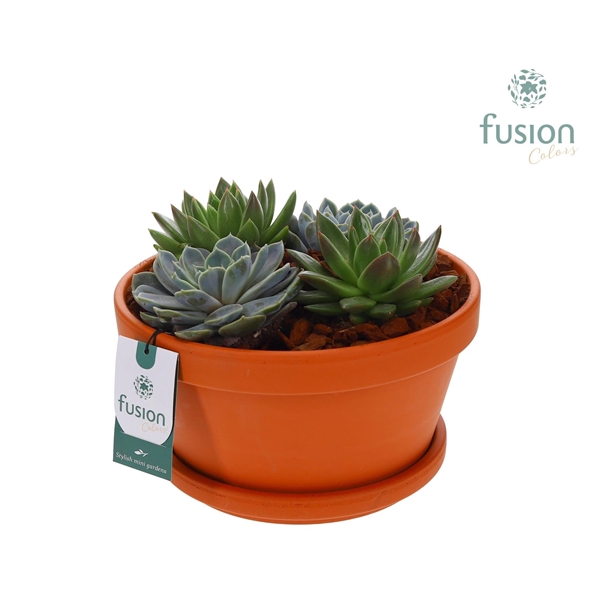 <h4>Schaal Terracotta met schotel met Succulenten</h4>