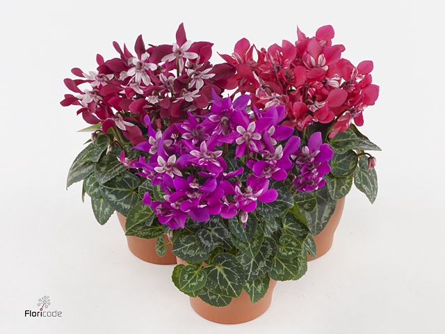 Cyclamen KL 'Djix'