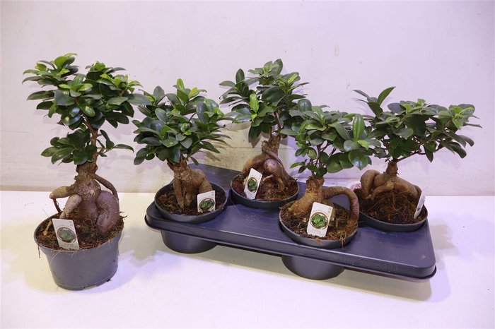 <h4>Fic Mi Ginseng</h4>