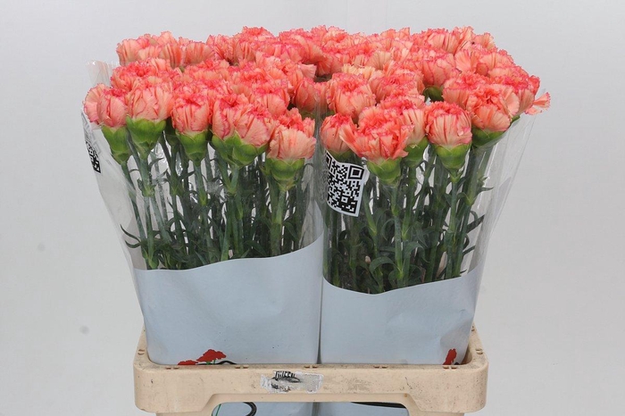 Dianthus St Goopy Geer