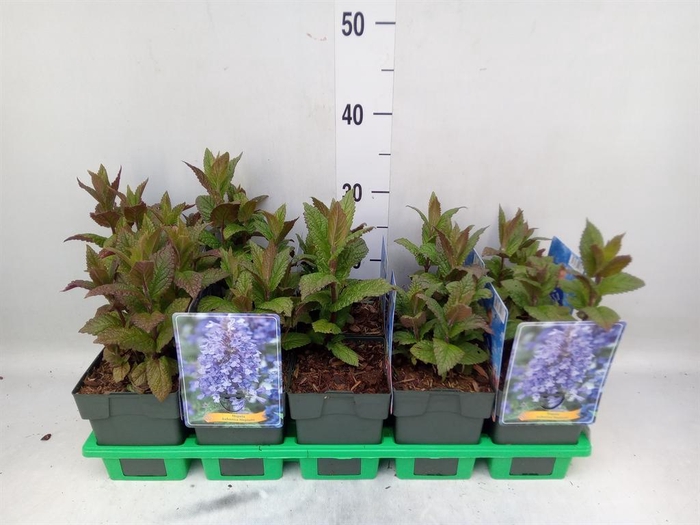 <h4>Nepeta  'Neptune'</h4>