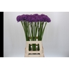 Allium Gladiator