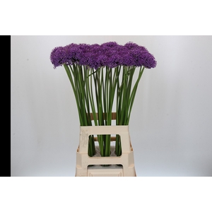 Allium Gladiator