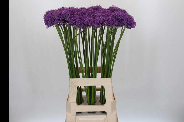 <h4>Allium Gladiator</h4>