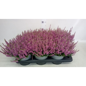 Calluna vulg. 'Beauty L Laura'