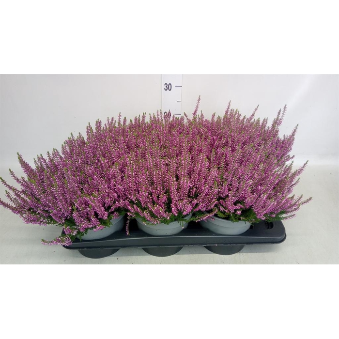 <h4>Calluna vulg. 'Beauty L Laura'</h4>