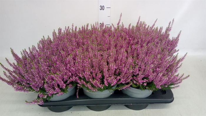 <h4>Calluna vulg. 'Beauty L Laura'</h4>