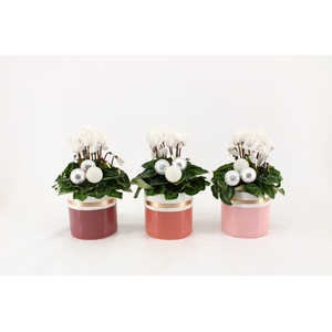 Collectie 'Winter Bliss' - Cyclamen wit in keramiek Joy met kerstballen (Kerst)