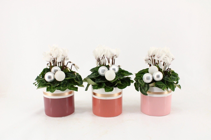 <h4>Collectie 'Winter Bliss' - Cyclamen wit in keramiek Joy met kerstballen (Kerst)</h4>
